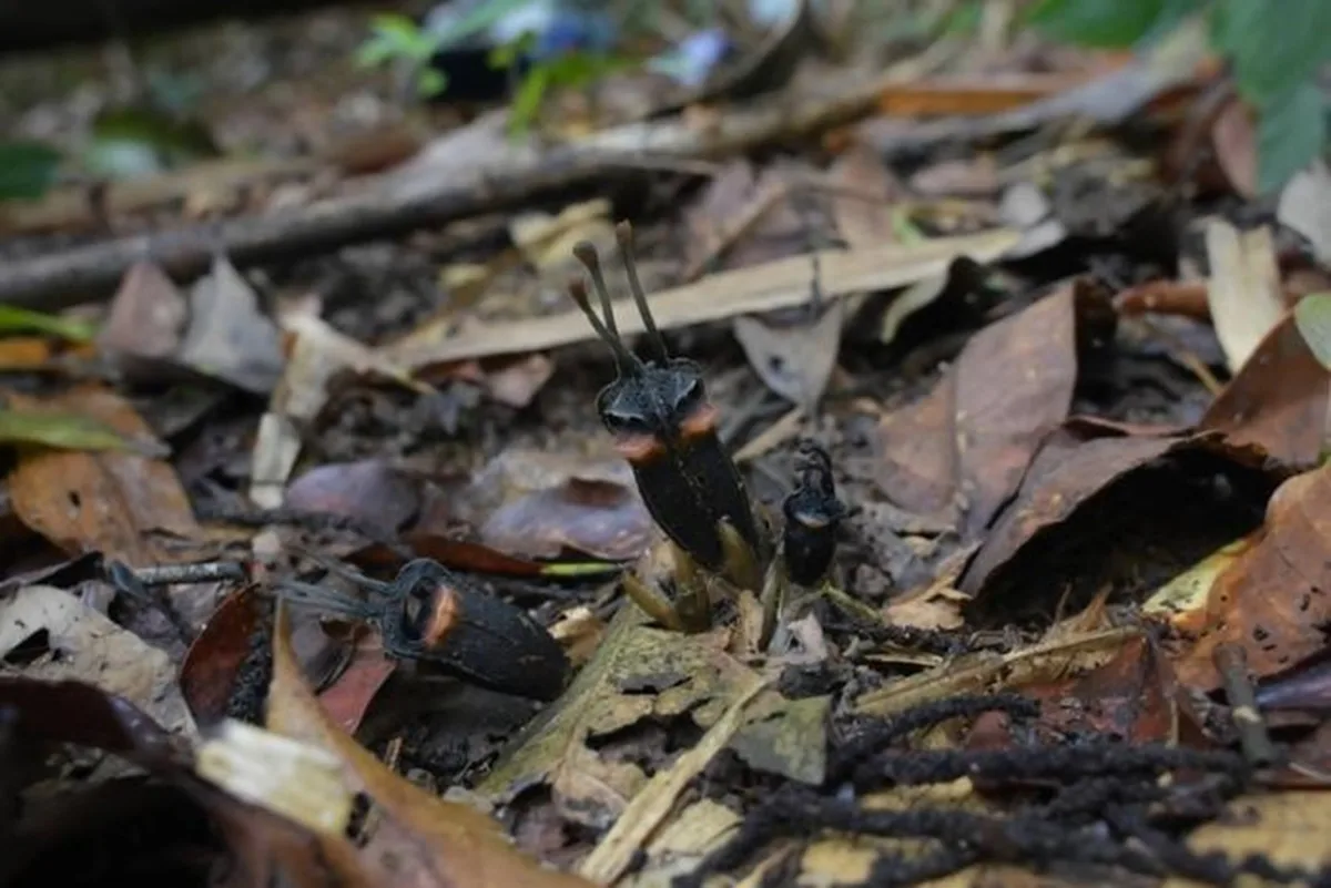 “Flor do diabo”: nova espécie de planta rara é encontrada na Tailândia
