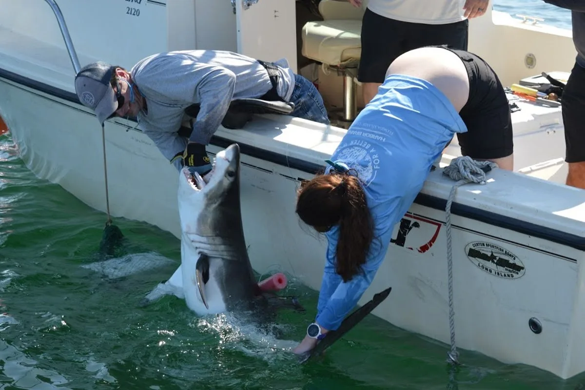 Inside the secret shark nursery lurking just off New York’s ritzy Hamptons