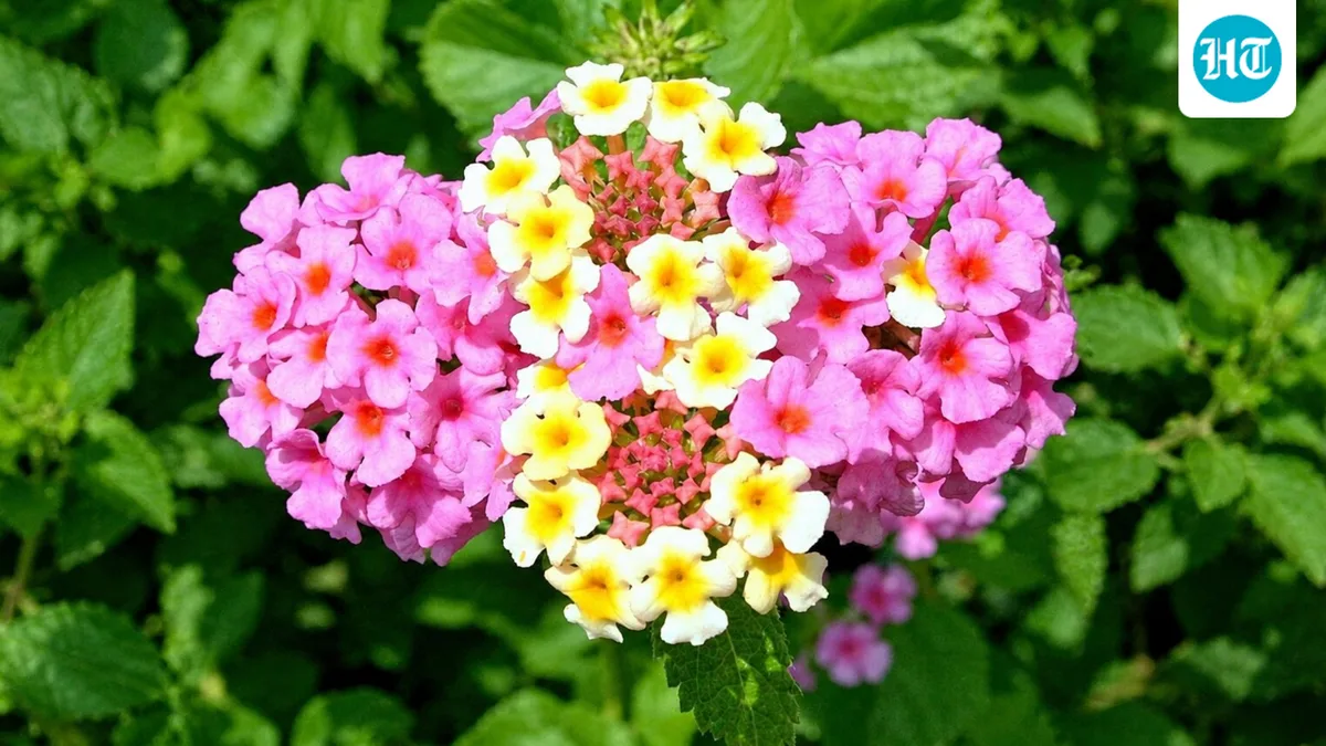 After arriving in India as a garden shrub in the 1800s, American lantana now covers over 13 million hectares, spreading through forest ecosystems