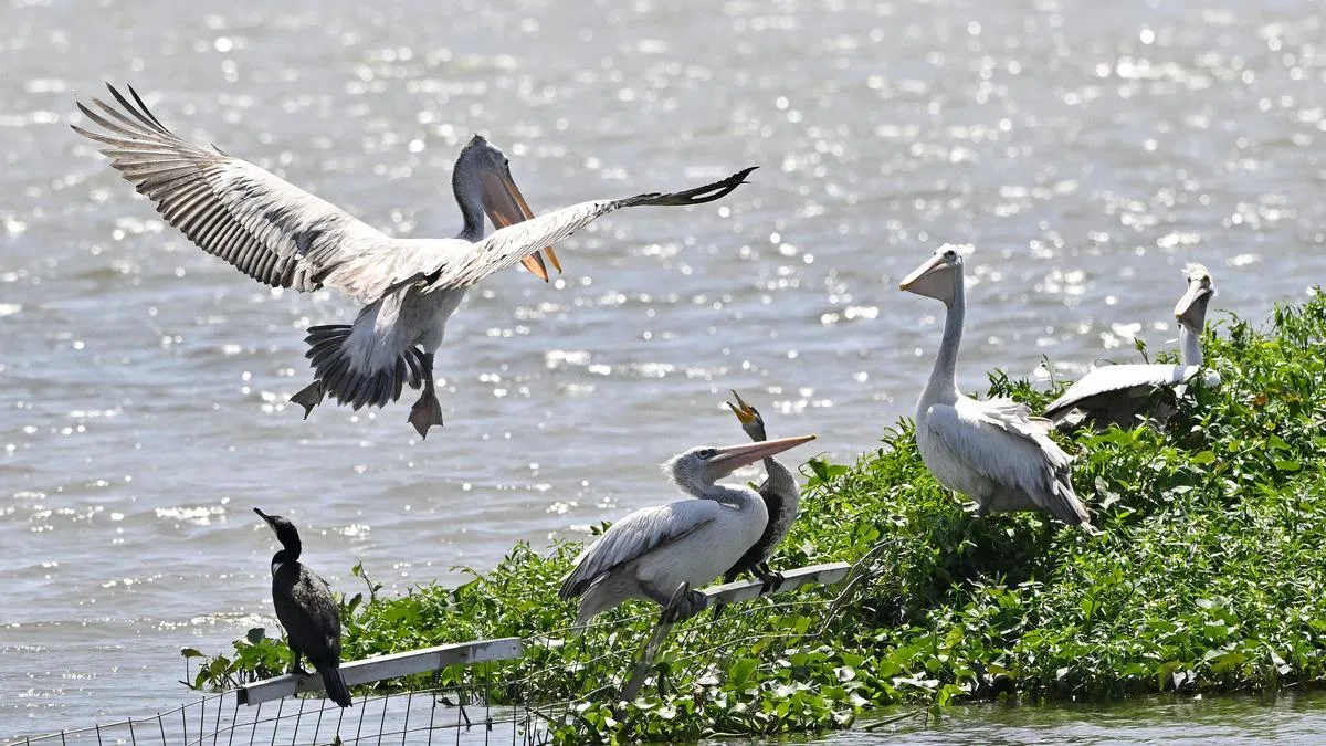 Madras HC halts further works at Periyakulam, Valankulam in Coimbatore as expert report flags wetland bird decline