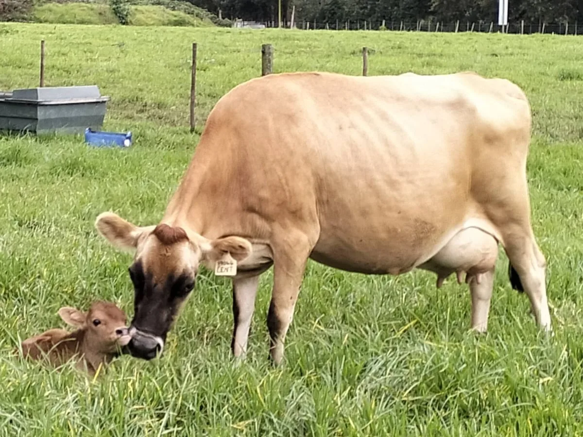 Private vaccine makers enlisted to fight foot-and-mouth disease