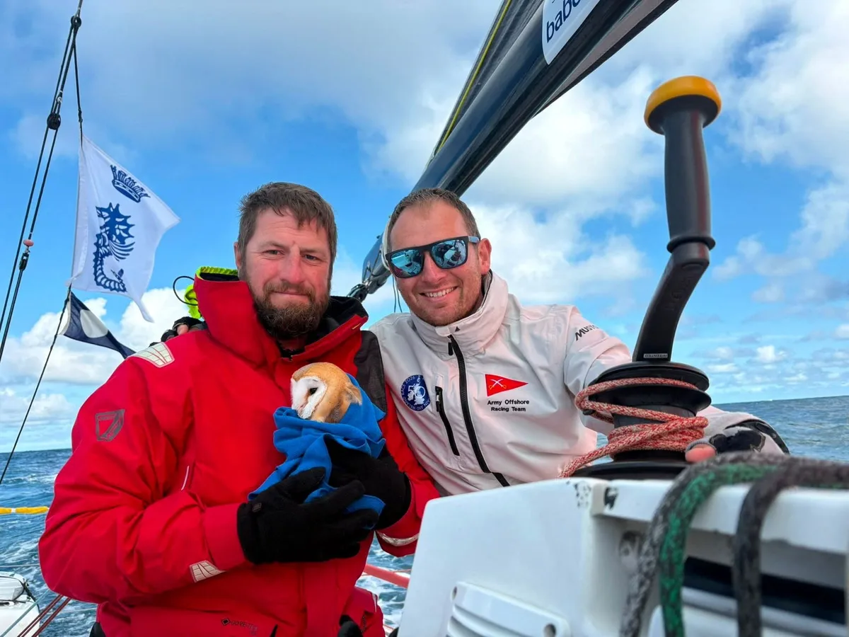 Owl aboard - British army sailors rescue tired bird 70 nautical miles out to sea