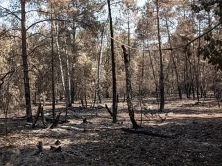 Après l’incendie dévastateur en juillet, la forêt de Fontainebleau rouvre au public ce samedi