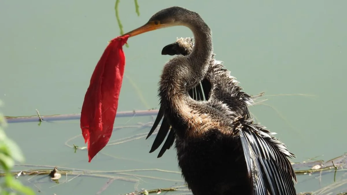 Garbage dumping in Bengaluru’s lakes turns fatal for Indian darters
