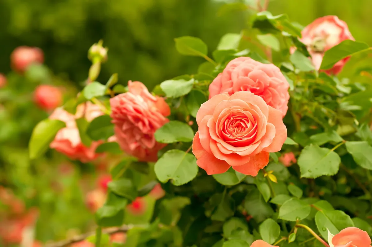 Jardin : avec l’automne, voici venu le temps d’adopter de nouveaux rosiers