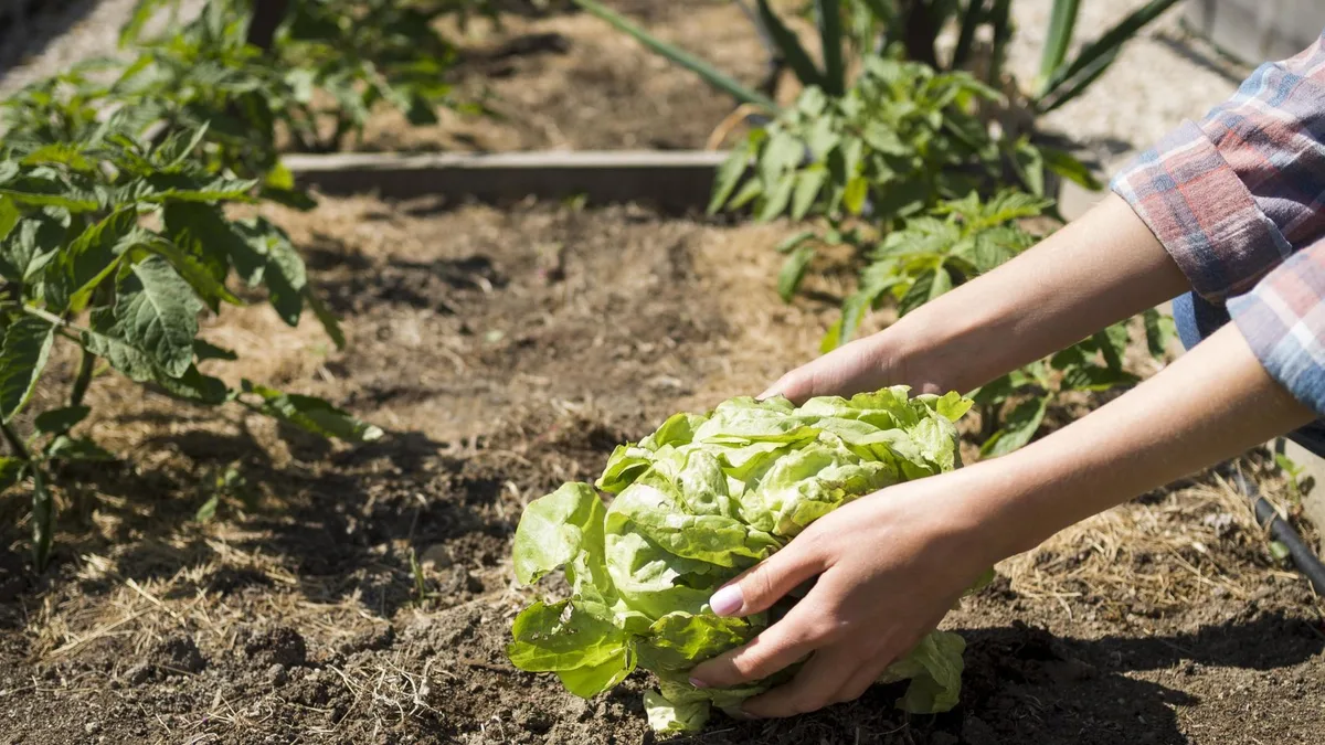 Los agricultores coinciden: el calor extremo está haciendo cada vez más difícil completar una jornada en el campo
