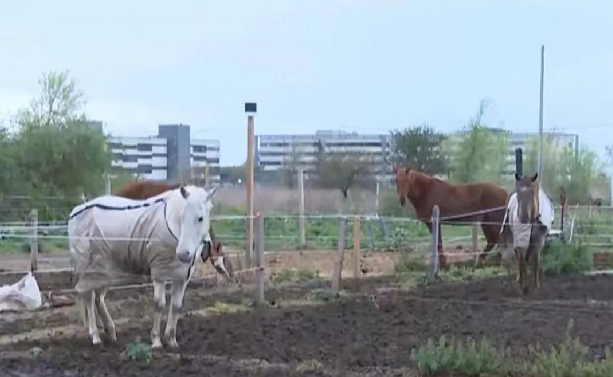 Córdoba: robaron cuatro caballos de un club hípico y sus dueños pagaron una suma millonaria para recuperarlos