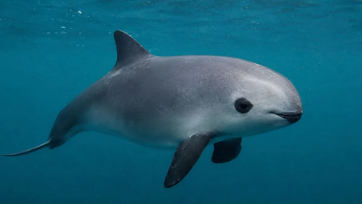 Salven a la vaquita marina: Así entrenan a la próxima generación de ‘rastreadores’ en el Golfo de California