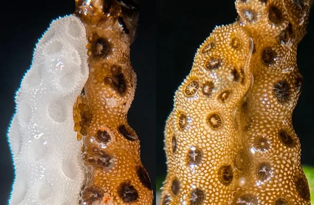Un corail blanchi guéri au contact d’un corail sain en seulement quelques jours