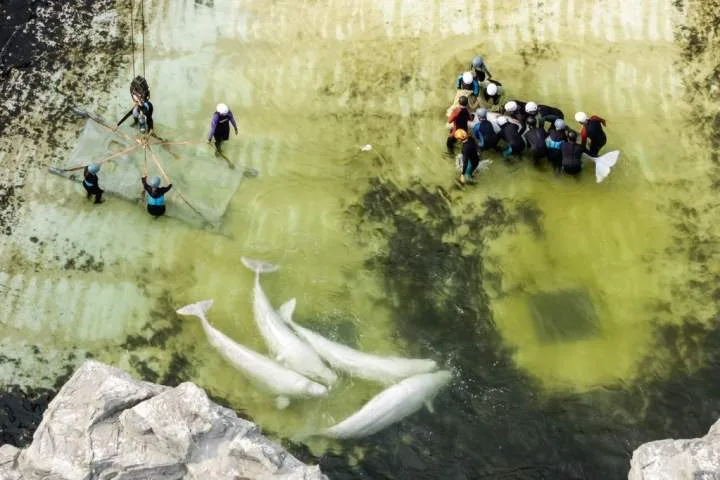 2 belugas, 4 dolphins from Marineland heading to aquarium in Spain