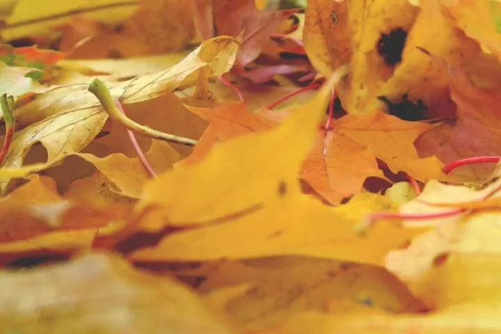 Best leaf blowers of 2026: Top picks for easy yard cleanup