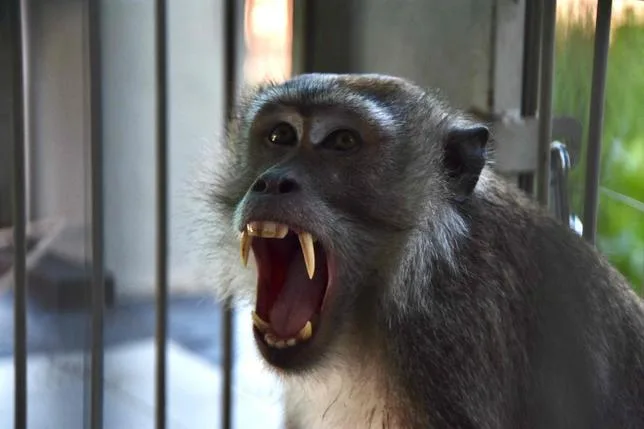 En Indonésie, les attaques de singes révèlent un déséquilibre écologique