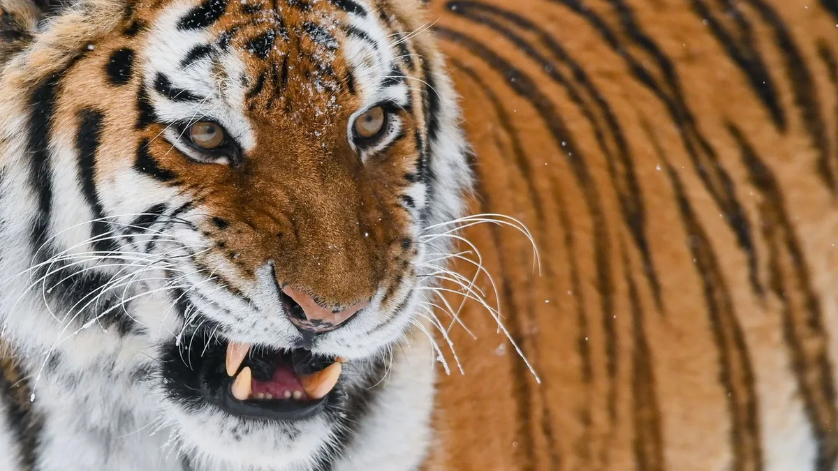 Vorfall in englischem Zoo: Mann betritt Tigergehege - tot