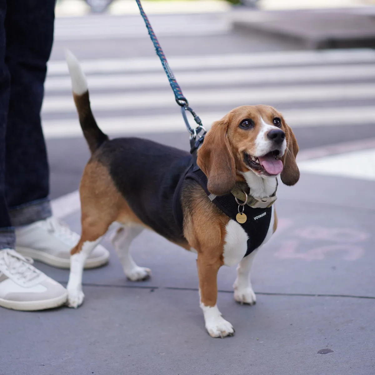Gene-Editing Technology Offers New Ways to Create the Dogs of Our Dreams