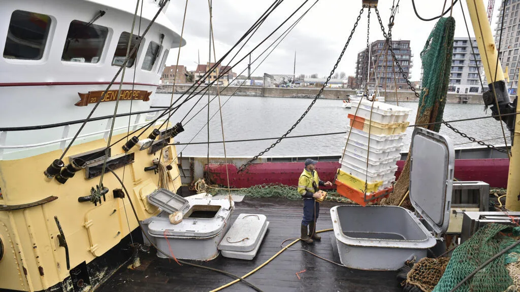 Auparavant inexistants sur les côtes belges, les poulpes deviennent les principales espèces pêchées
