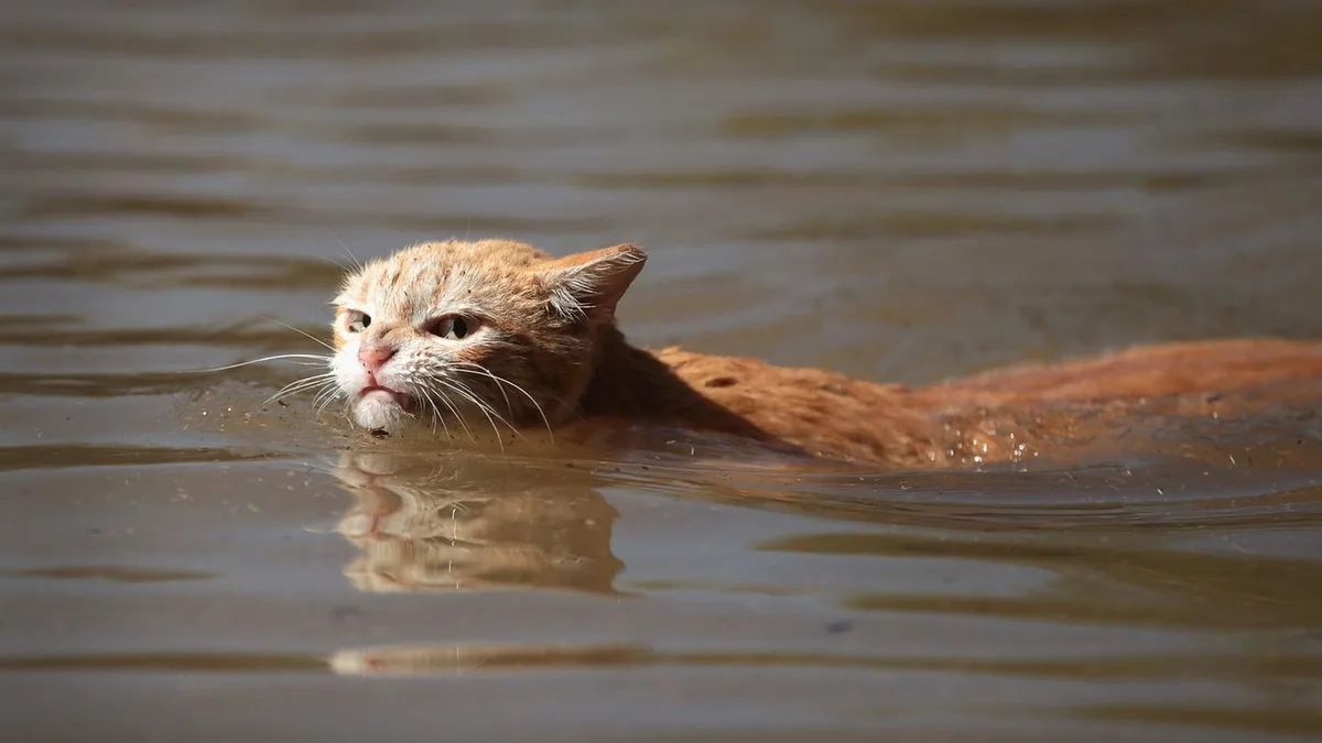 In Baden-Baden: Katze dreht Wasserhahn in der Küche auf und flutet Wohnung