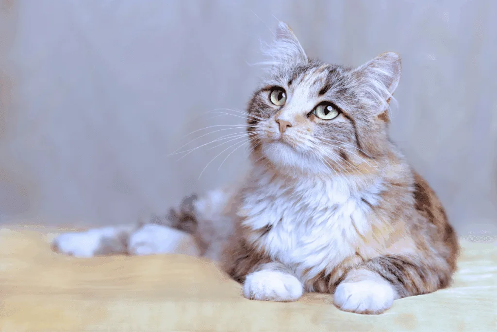 Noé, Davi e Salomão: veja os melhores nomes para gatos inspirados na Bíblia