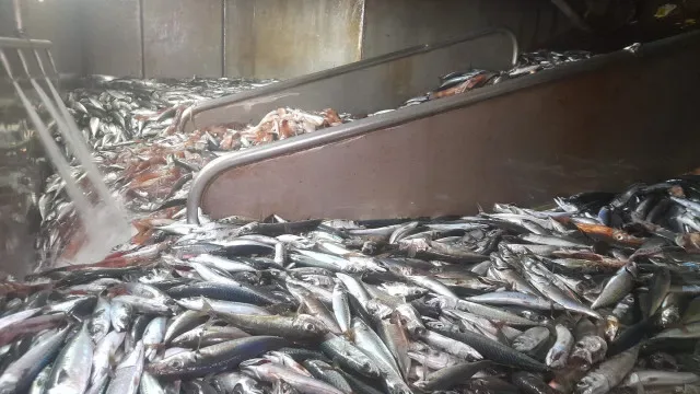 ASAE instaura processos a navios-fábrica por falta de higiene no Algarve