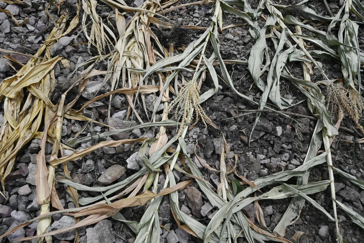 El Niño 2026 en Guatemala: canículas largas, maíz perdido casi por completo y el temor a una hambre estacional en el Corredor Seco