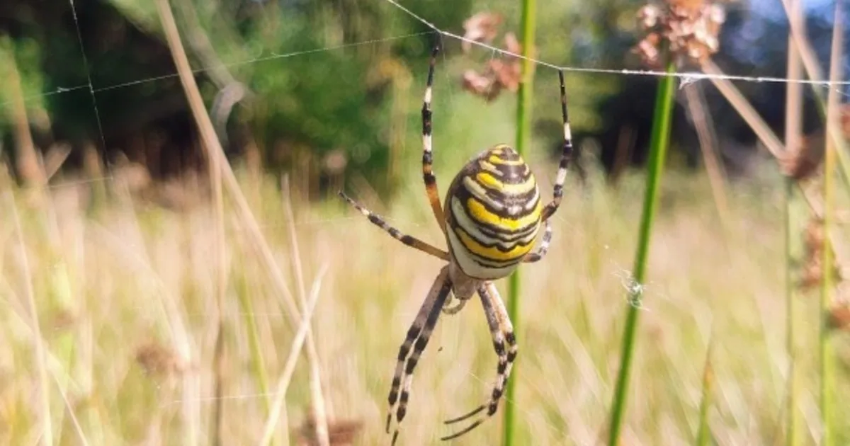 Una llamativa araña avispa aparece por primera vez en el noroeste de Inglaterra: qué se sabe del hallazgo y por qué preocupa