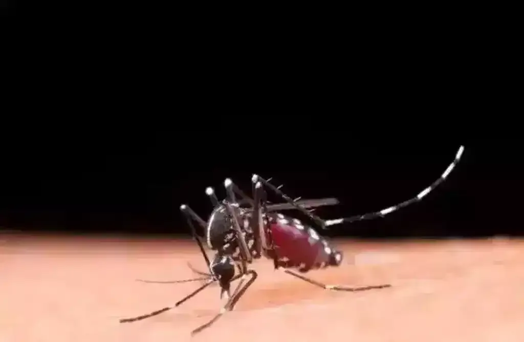Corumbá e Ladário concentram 29% dos casos prováveis de dengue em MS