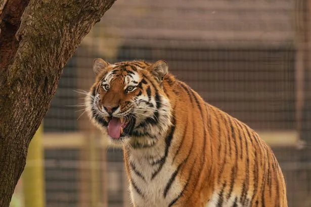 British zoo safety under the spotlight after man killed by tiger and child thrown to crocodile