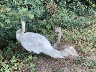 « On se fait engueuler par les gens » : quatre cygnes sèment la zizanie sur la route et la voie ferrée