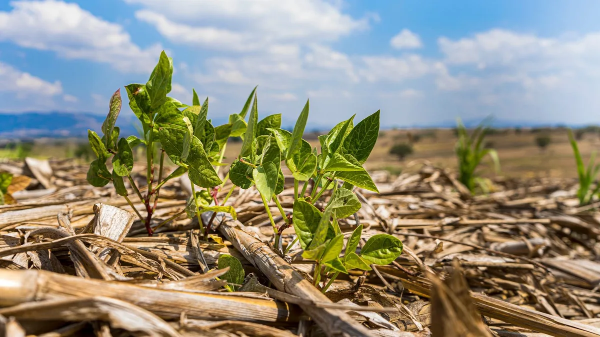 El Niño se intensifica en Costa Rica y amplían alertas por sequía y lluvias extremas