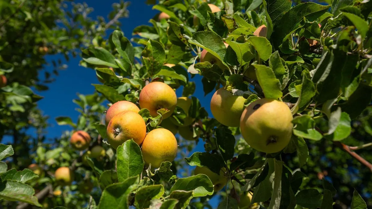 Haupternte beginnt: Apfelsaison vor dem Start: Werden Äpfel jetzt teurer?