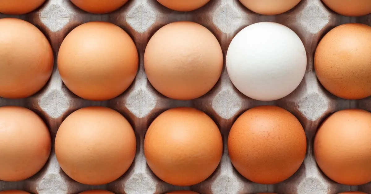 Consommation. Oeufs contaminés à la salmonelle : 300 malades en Belgique, le rappel concerne aussi la France