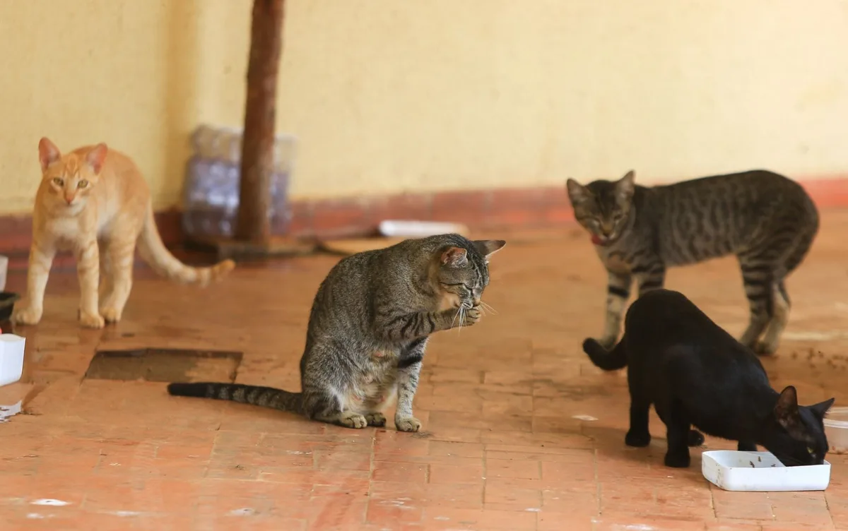 MPPB investiga denúncia de maus-tratos a animais em três condomínios residenciais de Campina Grande