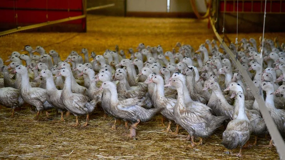 Grippe aviaire : 7.600 canards vont être abattus après la détection d'un foyer dans le Maine-et-Loire