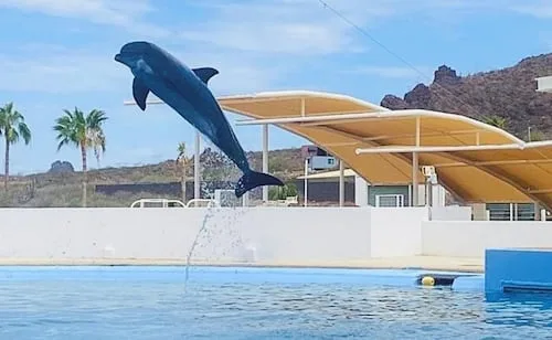 Delfín "Moana" murió por traumatismo en Delfinario Sonora, revela Profepa; investigan lesión por desprendimiento de infraestructura