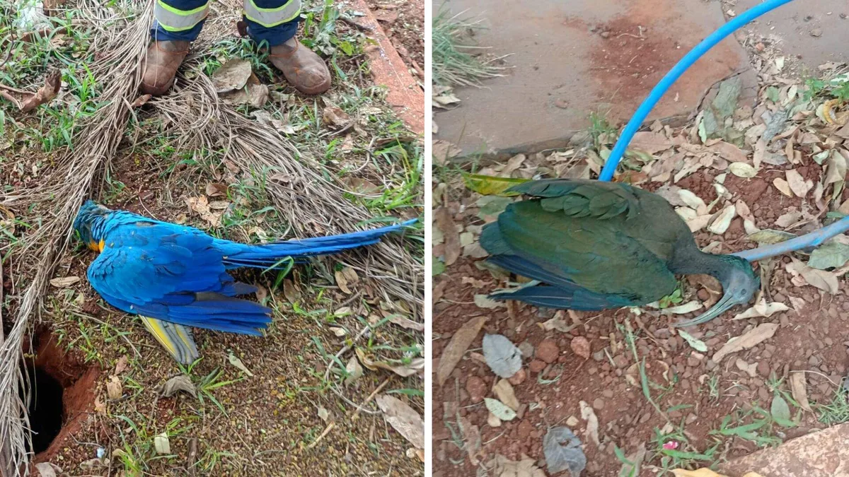 Aves morrem em sequência e moradores suspeitam de tiros de chumbinho