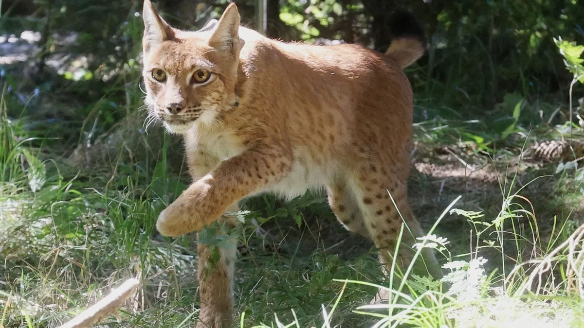 Wilde Tiere: Mehr Luchse in den Wäldern von Rheinland-Pfalz