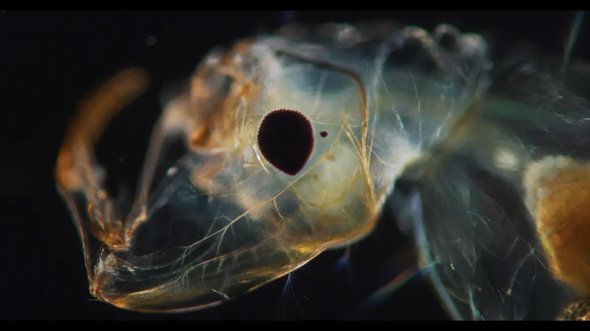 New York Times Op-Docs Acquires ‘The Revolution Against Death,’ Oscar Nominee Joshua Oppenheimer’s Film On Quest For Immortality