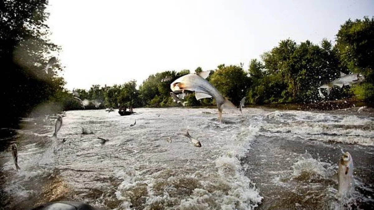 In 2009, Minnesota treated Pickerel Lake with fish poison to remove common carp; water clarity rose nearly 600% and plant cover climbed from 4.6% to 90%