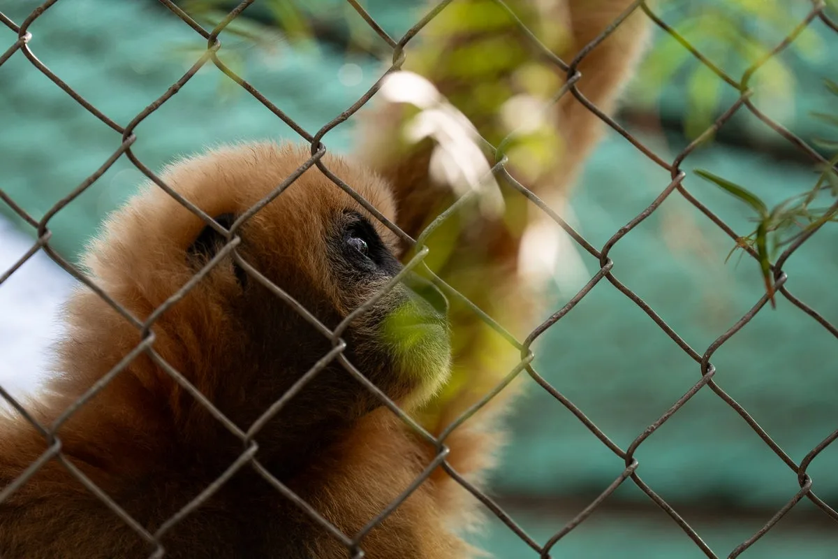 The California sanctuary which has been caring for endangered singing gibbons for 50 years