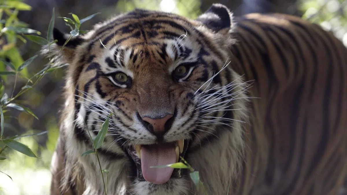 Man dies after entering tiger enclosure at UK zoo