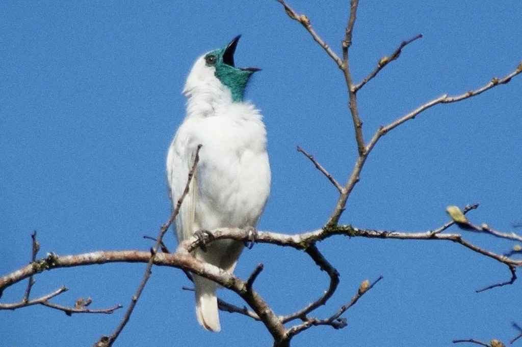 Cientistas descobrem aves mais barulhentas do mundo (e elas são brasileiras)