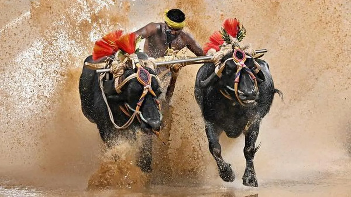 Buffaloes in Vijayanagar era Dasara: Kambala opponents accuse CM of distorting history