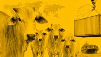 Abemel vê flexibilidade da UE e otimismo para mel brasileiro em decisão