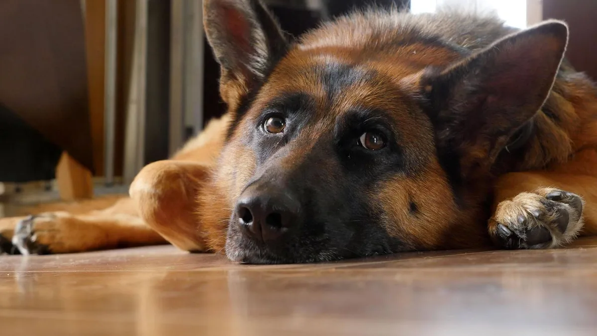 Tier-Tränen: Können Hunde weinen? Ja – aber anders als Menschen