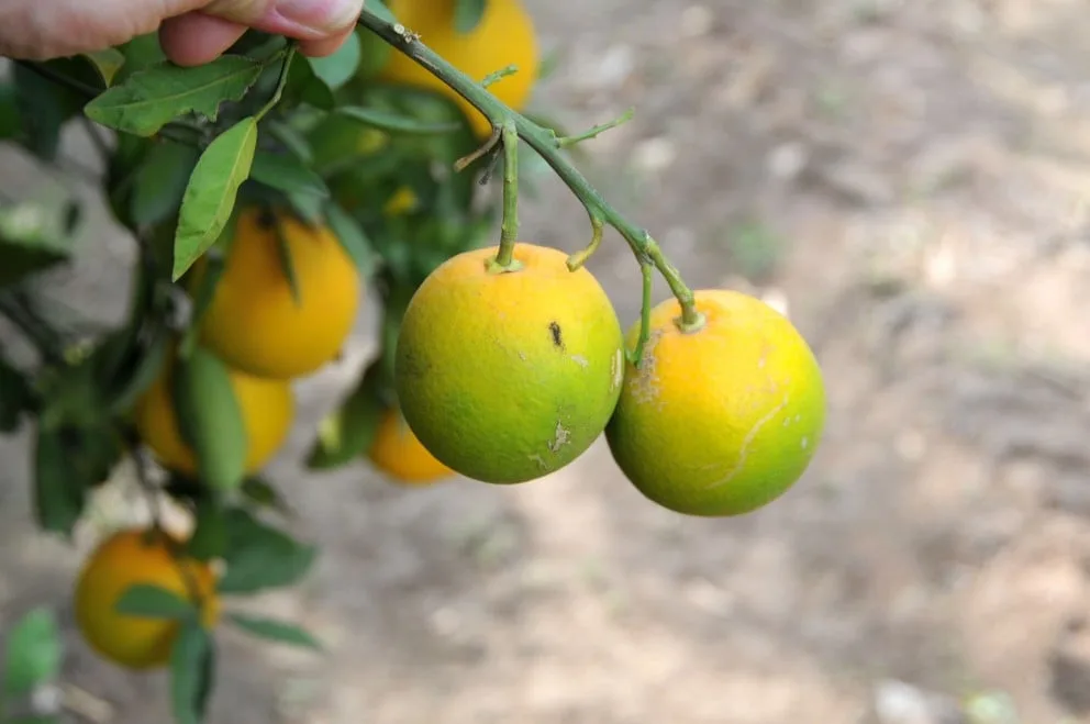 Greening registra menor avanço em 9 anos em cinturão citrícola