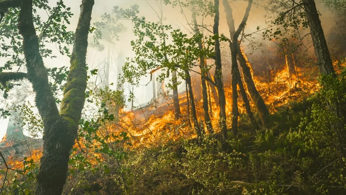 Camp Pendleton Henderson Fire: Map, evacuation updates as blaze threatens structures in San Diego County
