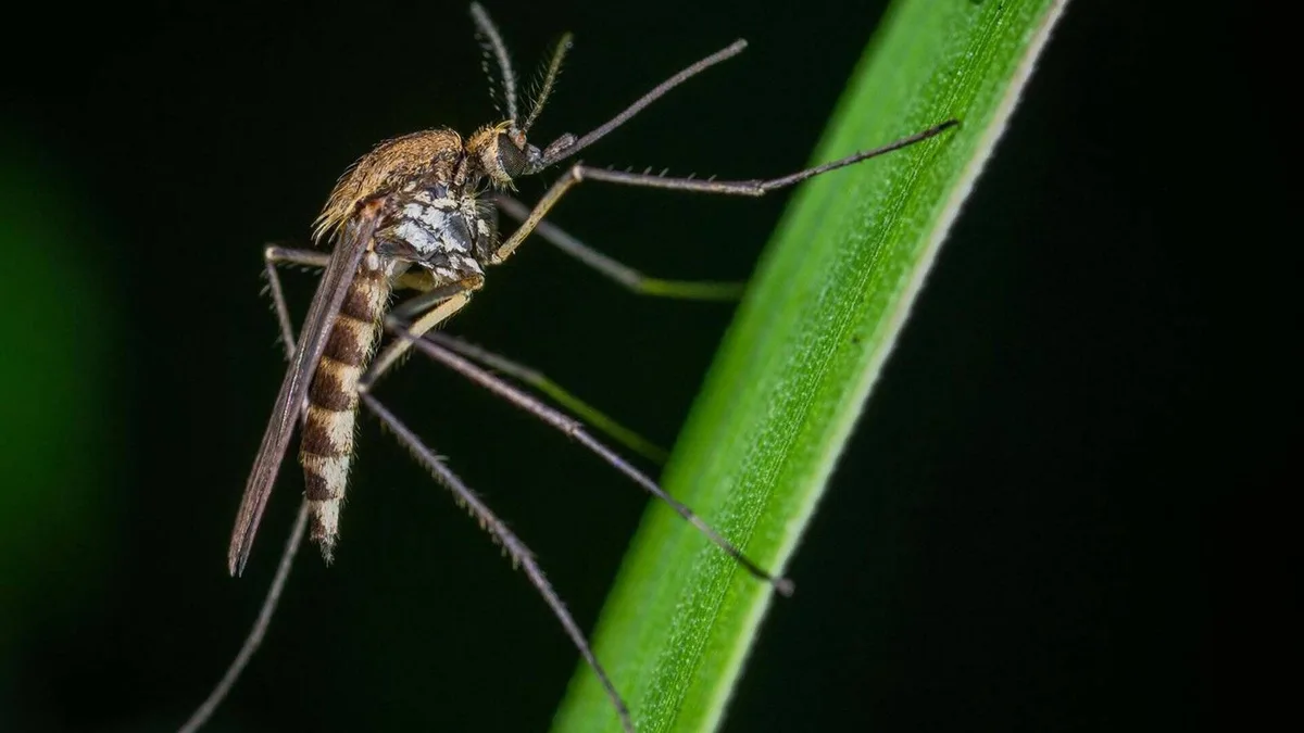 Mueren dos personas infectadas con el virus del Nilo en Bélgica