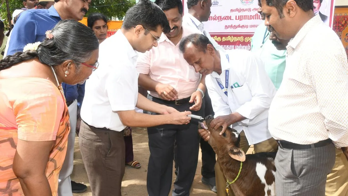 Special veterinary health camps to be held in 216 village panchayats in Thoothukudi