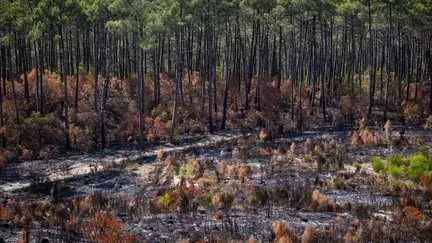 Le maire de Saint-Médard-en-Jalles dénonce "des rustines" après les mesures annoncées par Sébastien Lecornu concernant l'incendie en Gironde
