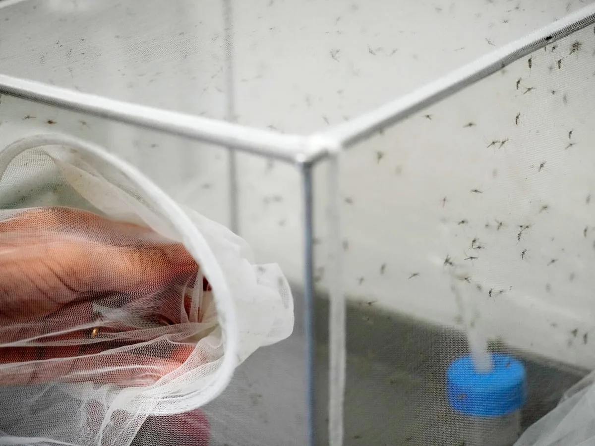 Italy sees mosquitos spread the West Nile virus further and longer as Europe warms