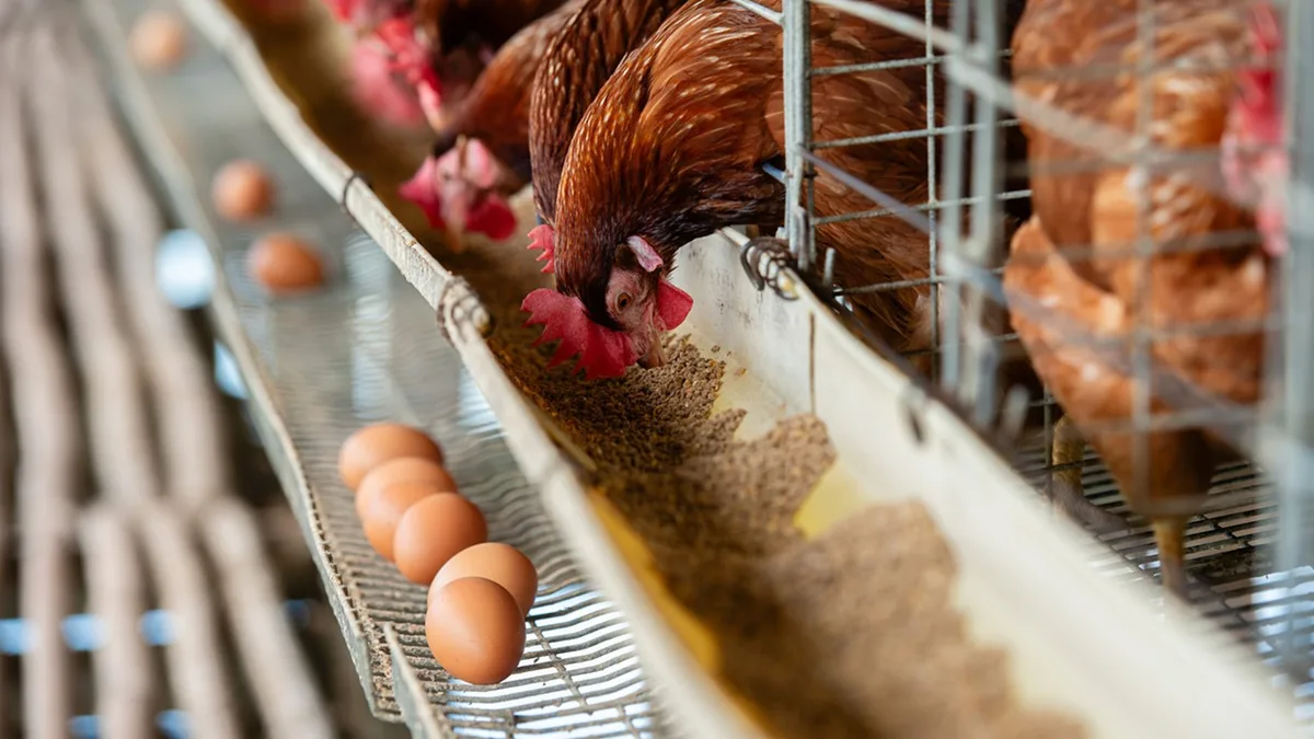 Doença de Newcastle nos Açores. É seguro consumir carne de aves? E ovos?